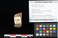 Foto (Detailansicht) von Widdringtonia ungeri Endl. (NHMW-GEO-2024-0188-0126)